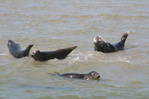 Apartamento Appartement Tjerk