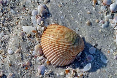 Sea Shell 24 -charming Townhome Near The Beach With Pool And Bbq