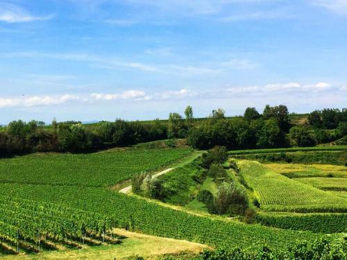 Apartamento Ferien- Und Winzerhof Simon