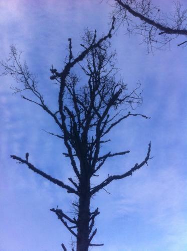 Lagoon's House