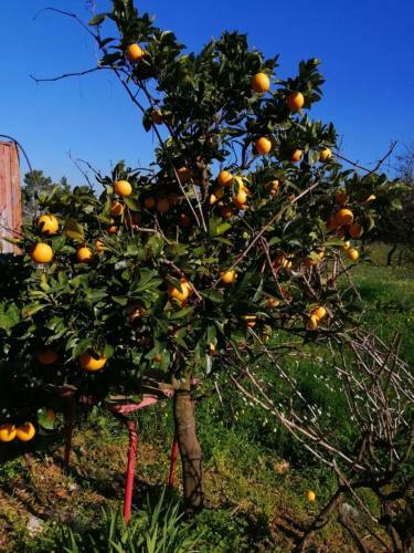 Monte Do Craveirinho - Casa Rural de F�rias