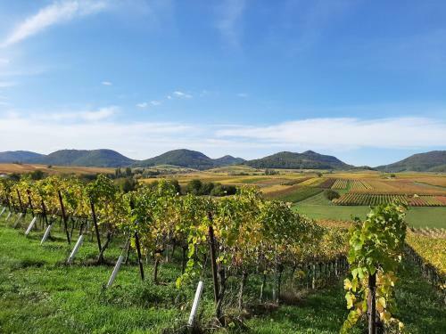 Apartamento Weingut-ferienhof Sch�fer