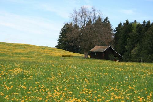 Kur- Und Aktivhotel Allg�uer Hof