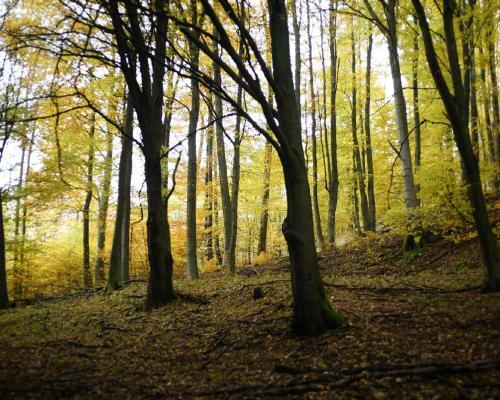 Ferienhaus Rh�ner Wohnen