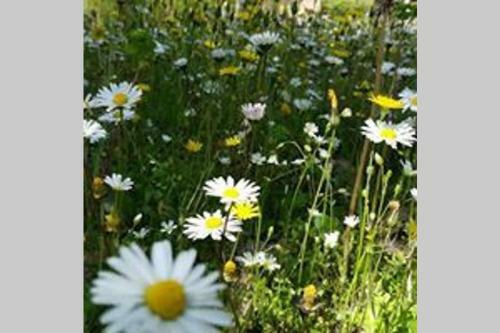 Apartamento Sandrine Serpentine - Valleranum