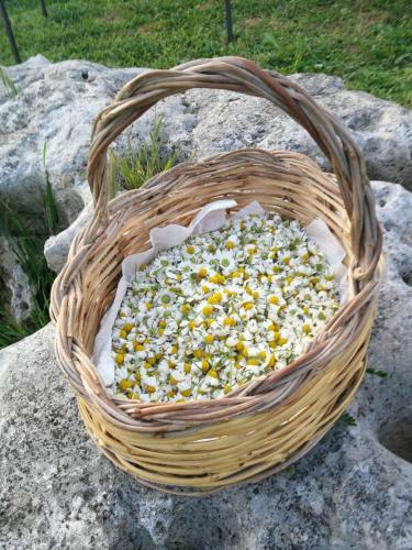 Agroturismo Masseria La Gatta Matta