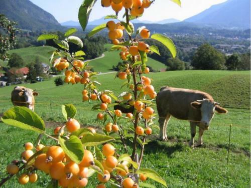 Apartamento Landhaus Fellnerbauer