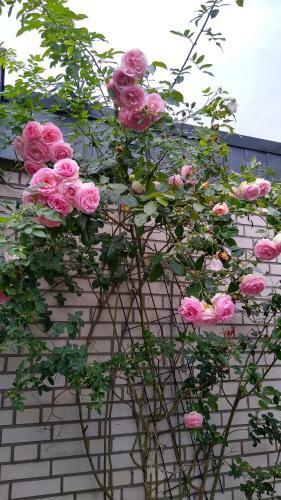 Rob�s Place