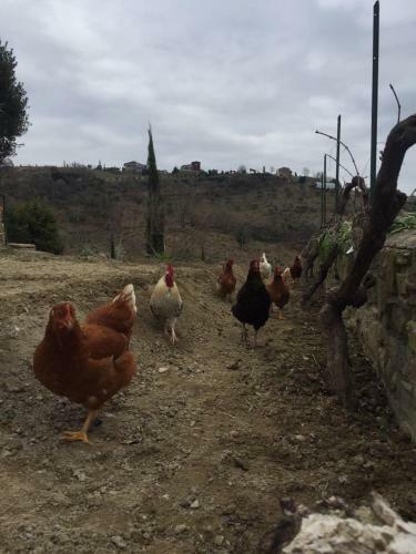 Fattoria Didattica Gli Allori