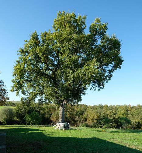 Podere La Miniera