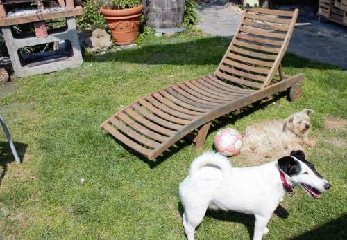 Azalea