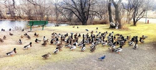 Apartamento Bison Trail Chateau Livingston, Montana