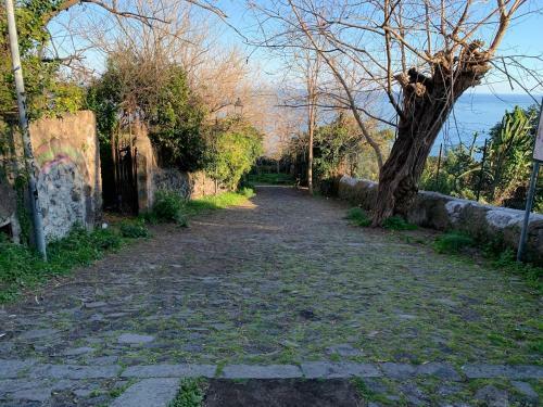 Terre Daci Apartments - Casa Vastea