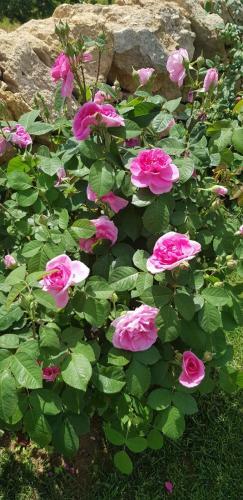 Hostal Scuderie Del Cavaliere Delle Gravine
