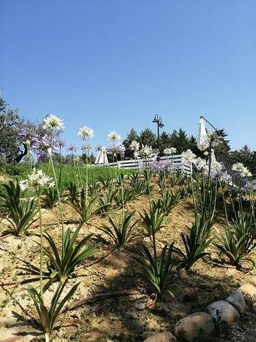 Bed & Breakfast Il Gelso Country House