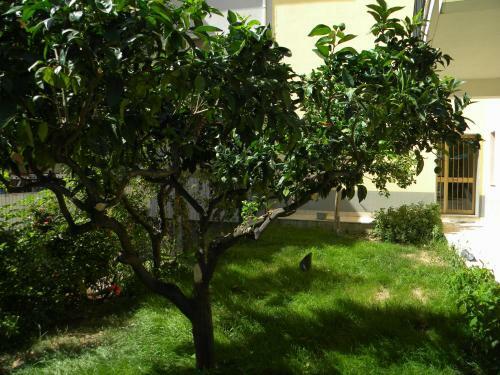 B&B Il Giardino Diamante