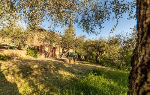 Casetta Maduneta Immersa In Un Oliveto
