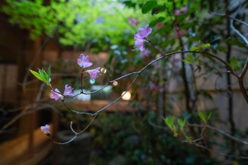Villa ???�?(Kyotofish�miya)*??????*?????????*?????????