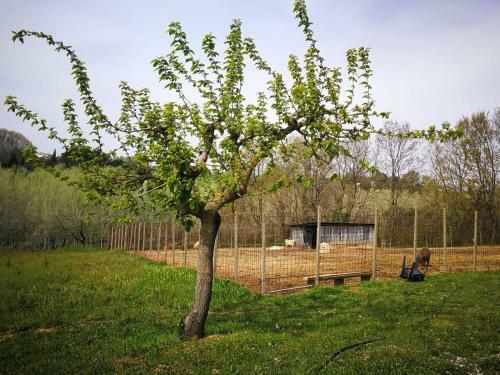 Bed & Breakfast Masseria Le Querciole
