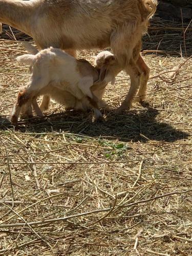 Agroturismo Nubian Farm Aswan