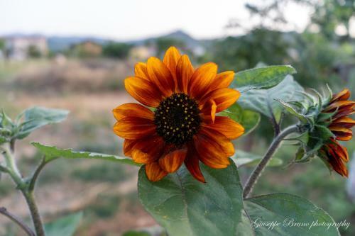 Bed & Breakfast L'antico Mercato