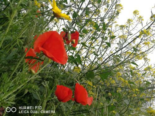Bed & Breakfast Albero Della Musica
