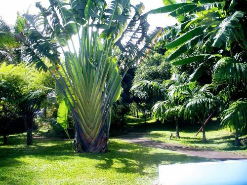 Villa Arbre Du Voyageur, 4 �toiles Et 4 Cl�vacances