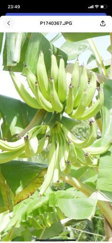 Hostal Ogumka, Self Catering , Beoliere, Mahe