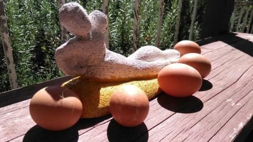 Agroturismo Barbagianni
