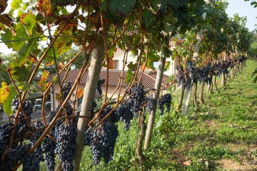 Bed & Breakfast Al-colle