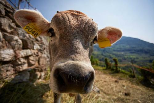 Agroturismo Le Terre Di Gu