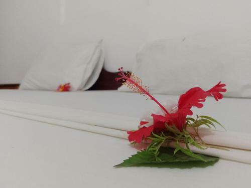 Bed & Breakfast H & H Bungalows