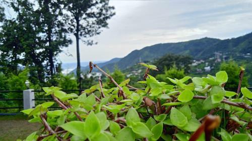 Baakhei Campsite Homestay