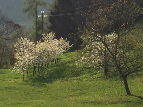 Bed & Breakfast Maso Zont