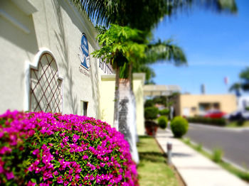 Hotel Las Palomas Express