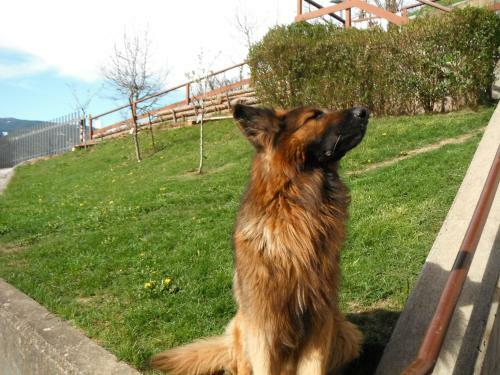 Apartamento Pozza Appartamenti