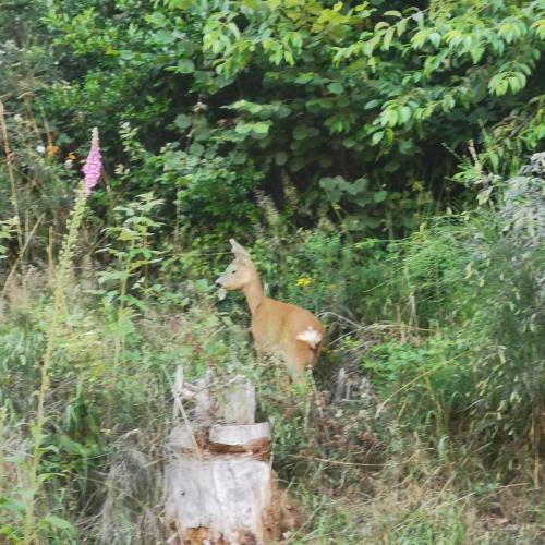 Apartamento N�he Nationalpark