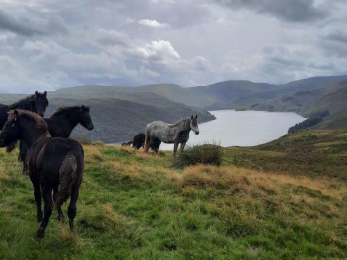 Haweswater Cottage