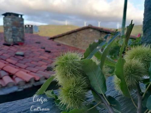 Casa Catraia Gondramaz No Pulm�o Da Serra Da Lous�