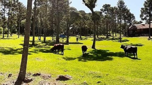 Agroturismo Ranchinho Da Serra Chal�