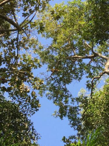 Spot Jaguar Pantanal Sul- Camping - Tour