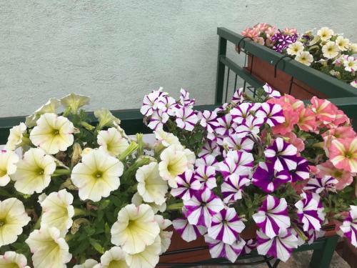 Hostal Jasmine's Vend�gh�z