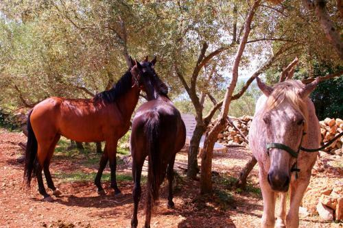 Boutique B&B Agroturizam Sv. Juraj