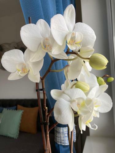 Libellula Apartman H�v�z