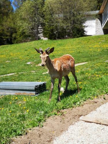 Hostal Privat Tatry Dreams