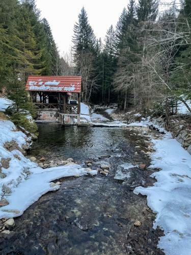 Gozdni Raj Rogla Apartma