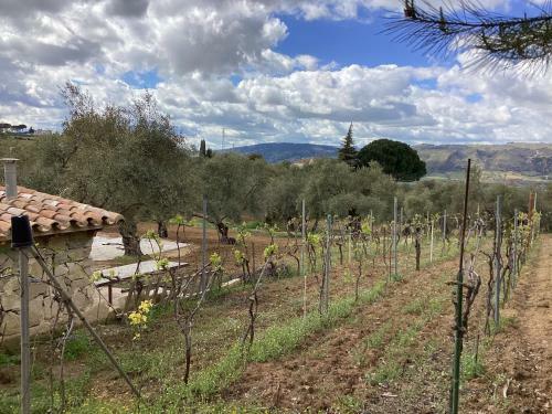 Alojamiento Rural El Olivar