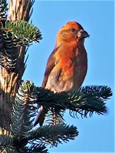 Crossbill Chalet