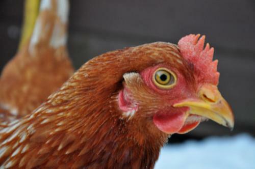 Demelza Cottage Apartment