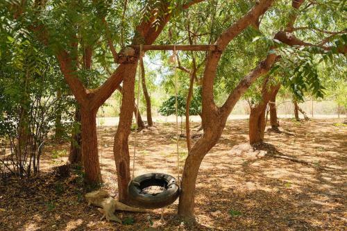 Beneath The Baobabs